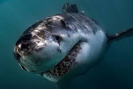 40 Facts About Great White Sharks-Key Shark Facts