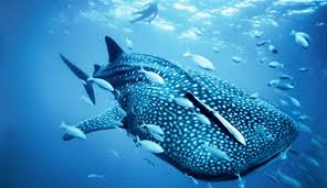 How To Adopt A Great Whale Shark