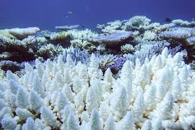 Does Sunscreen Harm Corals & Marine Life? Is Your Sunscreen Killing Marine Life?