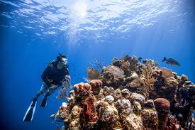 10 Things Scuba Divers Can Do to Help Save Our Oceans