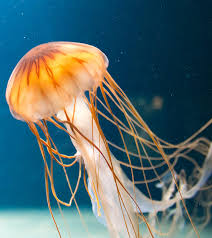 14 Facts About Jellyfish – You Might Not Know All of These