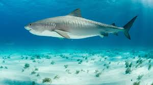 40 Facts about Tiger Sharks - Key Tiger Shark Facts