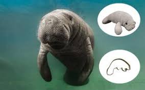 How To Adopt A Manatee