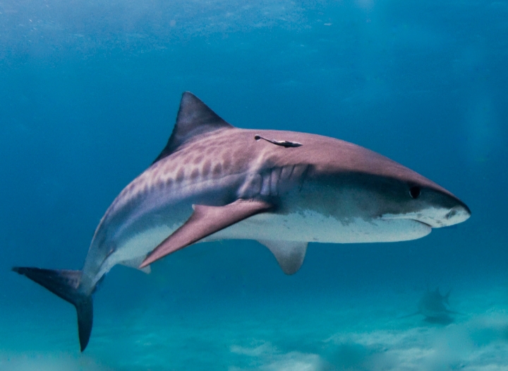 Everything you Need to Know about Sharks