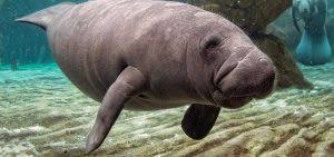 12 Facts about Manatees