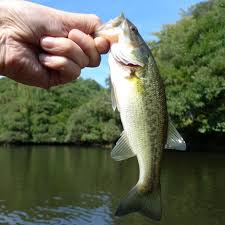 Do Bass Have Teeth? How to Handle Bass Safely