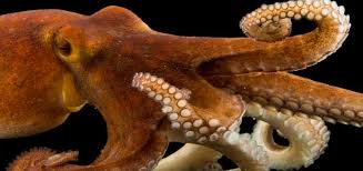 10 Different Kinds of Octopus