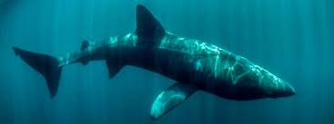 How To Adopt A Basking Shark