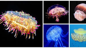10 Different Jellyfish Species
