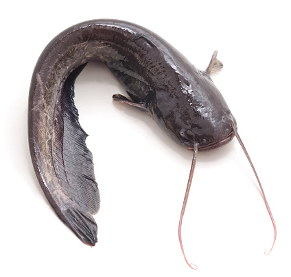 How to Catch Catfish: Guide for Beginners