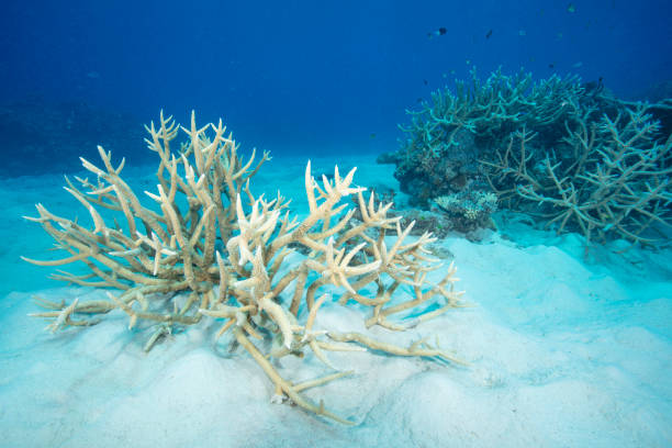 What Is Coral Bleaching? - Causes And Preventions of Coral Reef Bleaching