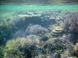 Tips to Snorkel Coral Gardens in Maui, Hawaii
