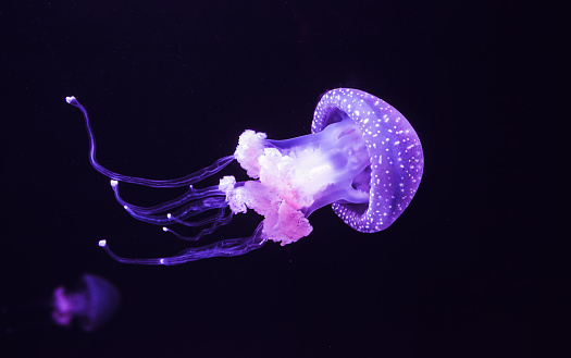 What do Jellyfish Eat? What is a normal Jellyfish Diet?