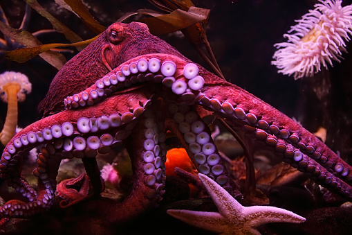 What is the World Octopus Day? When is it? Who created it?