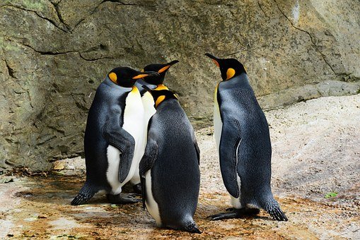 What is the World Penguin Day? When is it? Who created it?